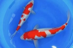 Jual Ikan Koi Pekanbaru - Ikan Koi Kohaku