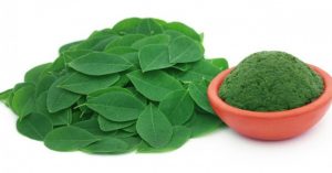 daun kelor manfaat