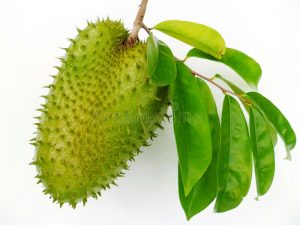 manfaat sirsak bagi kesehatan