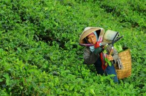 Peluang Usaha Perkebunan